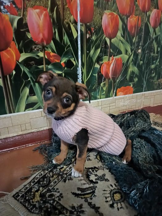 Безкоштовно цуценя дівчинка маленька короткошерста