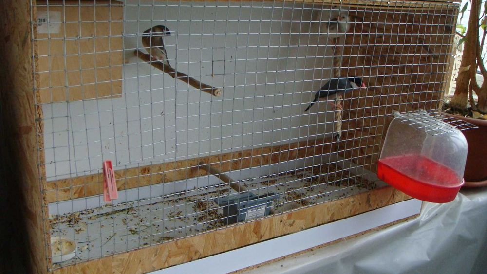 клетка для рисовых амадин