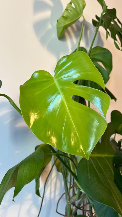 Monstera Deliciosa duża ponad 130 cm