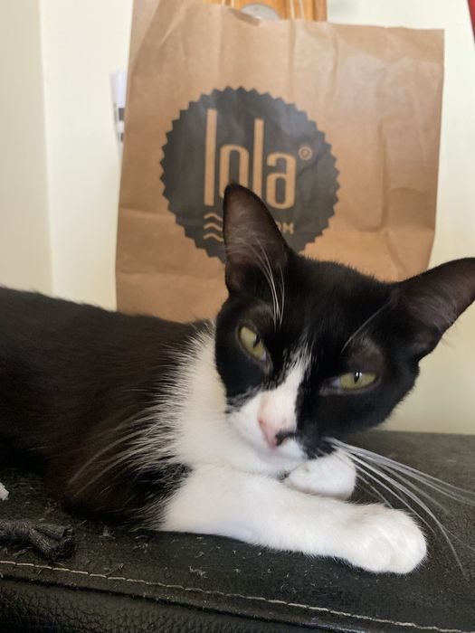 Gatos para adoção