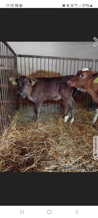 Cielaki, byczki jałowki na mleku