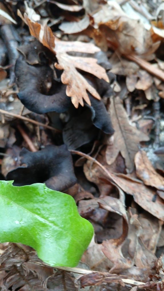 Cogumelos silvestres
