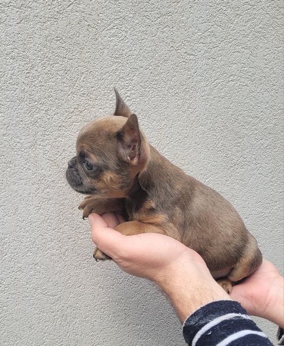 Bulldog exótico macho