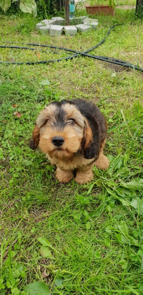 Cockapoo. Hybryda. Suczka Kinia. Cocker Spaniel Angielsk/ Pudel miniat