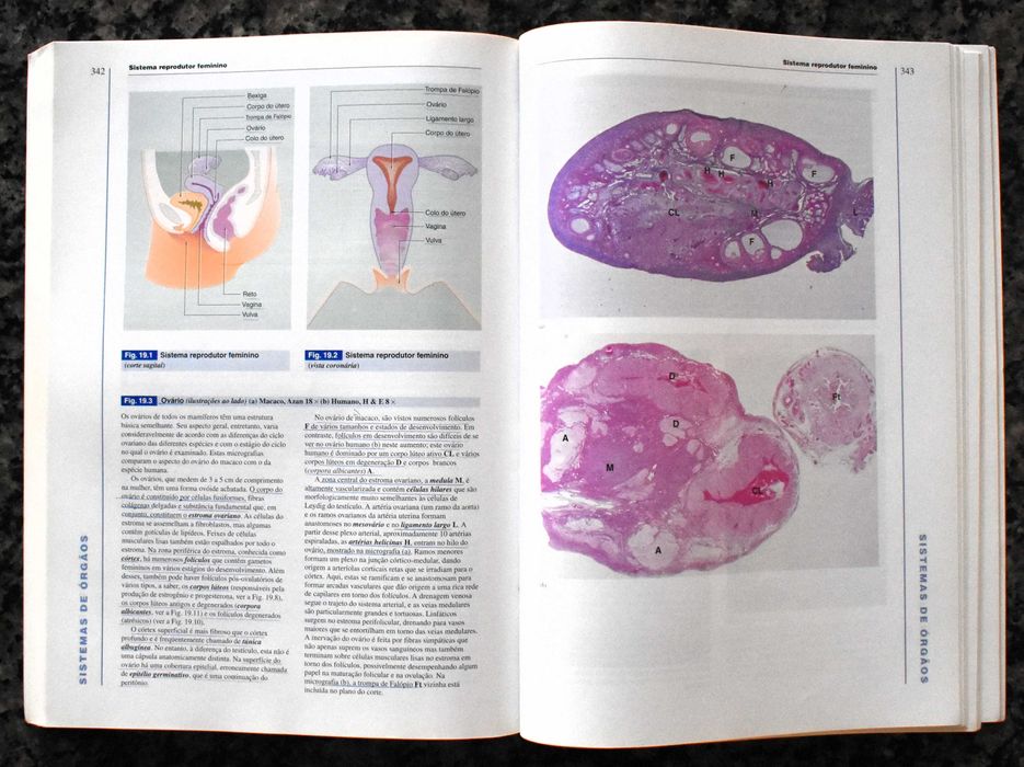Wheater - Histologia Funcional (Texto e Atlas em Cores)