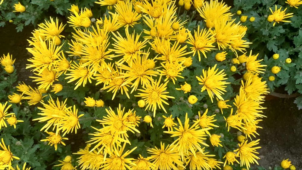 Chryzantemy Producent