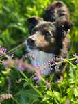 Kazik – mały wrażliwiec szuka spokojnego domu. Adopcja