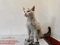 Gordon - kotek do adopcji