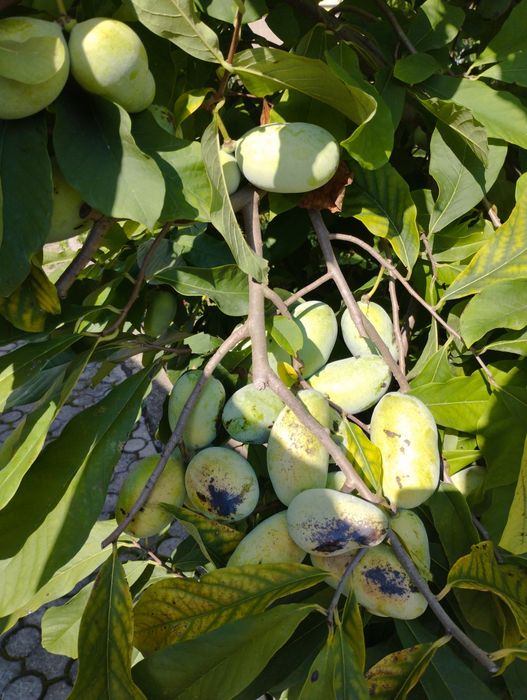 Маракуя Азимина актинідія  акебія