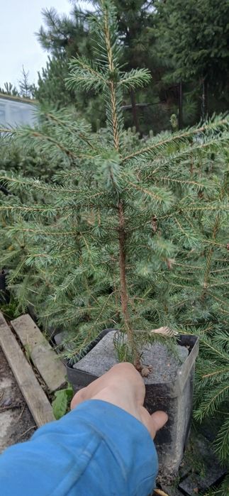 Swierk serbski w donicy 2l