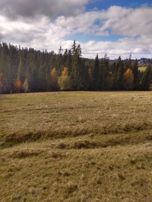 Atrakcyjna działka rolno-leśna! Sierockie-Zapasieka 38.5 . Dobra Cena!