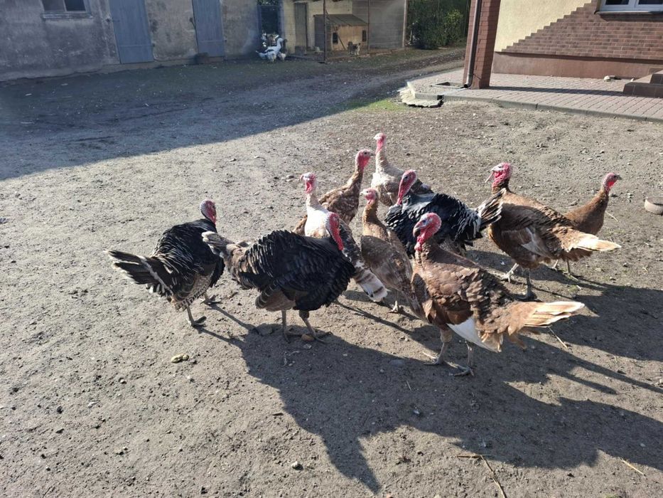 Sprzedam indyki, perlice i kaczki