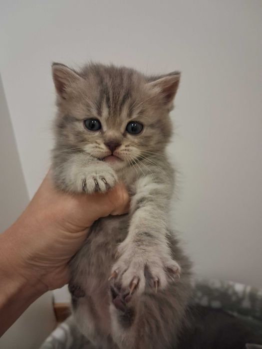 Gatos para adopção