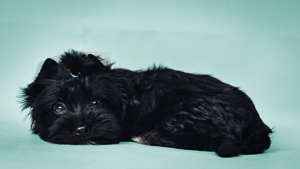 York, yorkshire terrier black Picasso