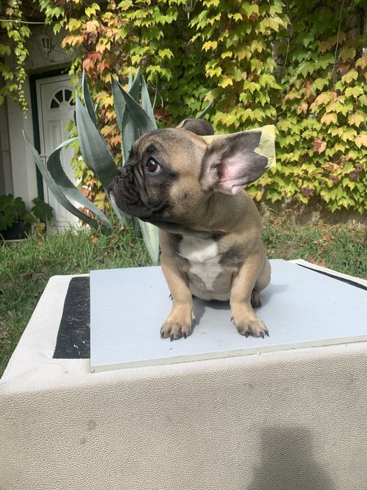 Bulldog francês bebé
