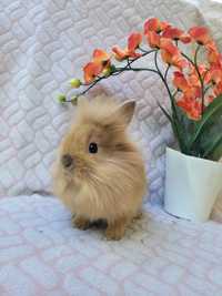 Karzelek teddy,  królik miniaturka  , króliki miniaturki
