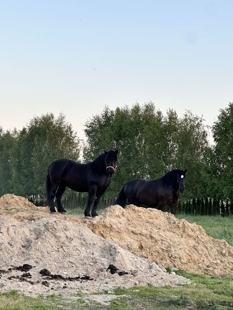 Piękne 2 kobyly  Sztum zimnokrwista