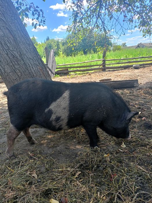 Продам поросят порода Мангал