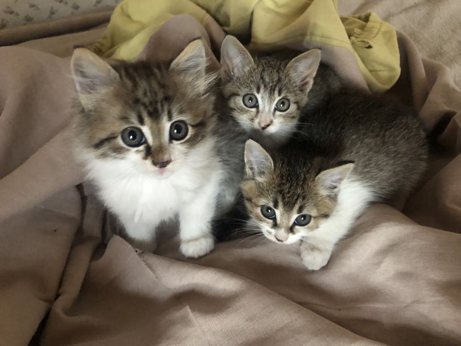Кошенята потребують порятунку