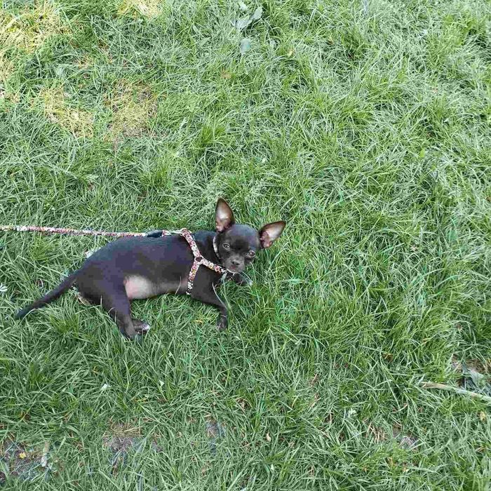 Чихуахуа дівчинка