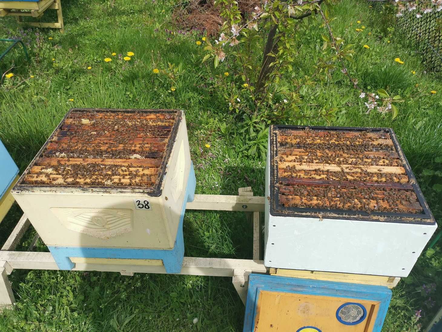 Pszczoły Produkcyjne Rodziny Pszczele na 10 Ramkach 20 rodzin