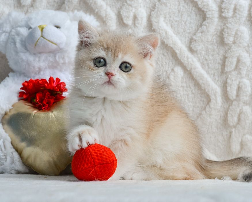 Британське кошеня блакитне золото