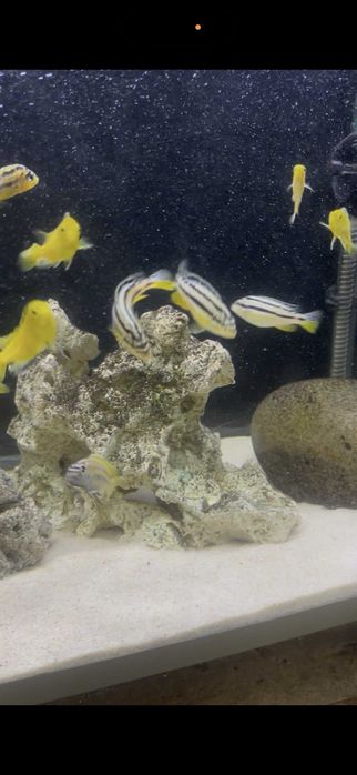 Labidochromis Caeruleus YELLOW + Auratus CASAL/TRIO