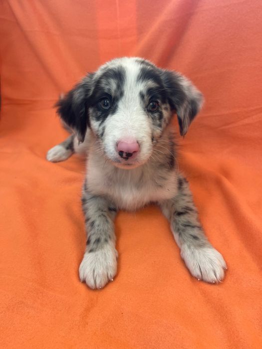 Border collie Femea Blue merle