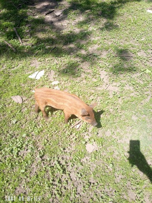 Поросята Мангалиця, мангал, льошка, кнурик