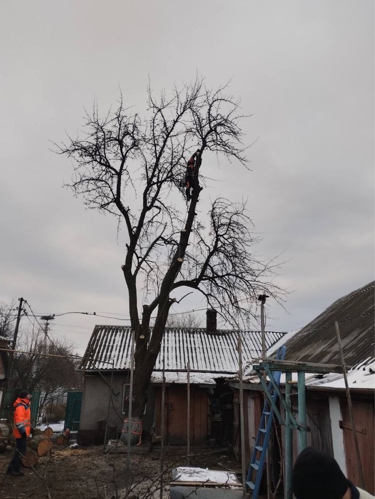 Зрізання дерев, обрізка валка дерев, спилювання, чистка ділянок,