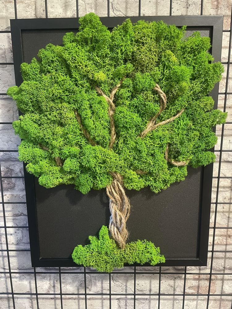 Mech chrobotek drzewo 30x40