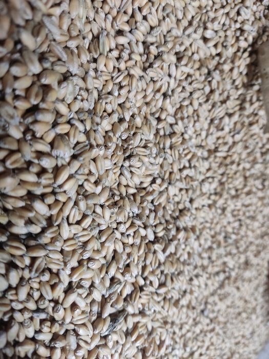 Продам пшеницю яра