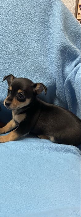 pinscher macho preto afogueado