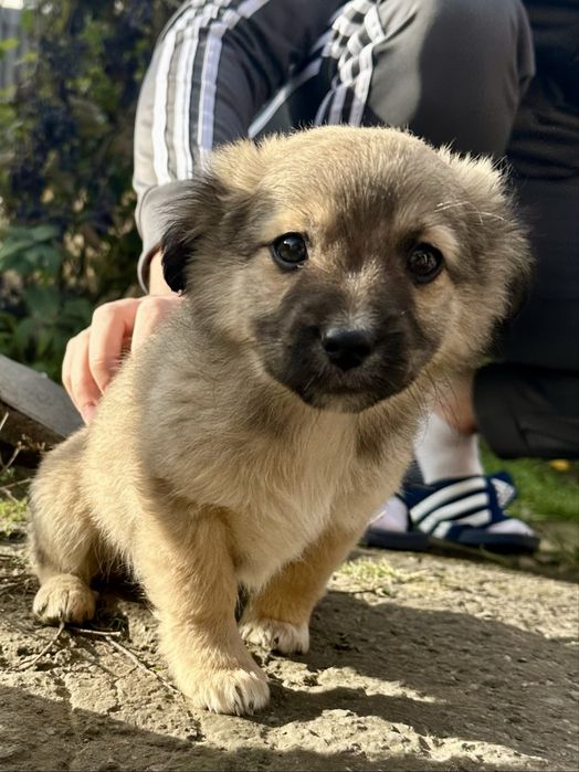 Віддам у добрі руки двох чудових собачок