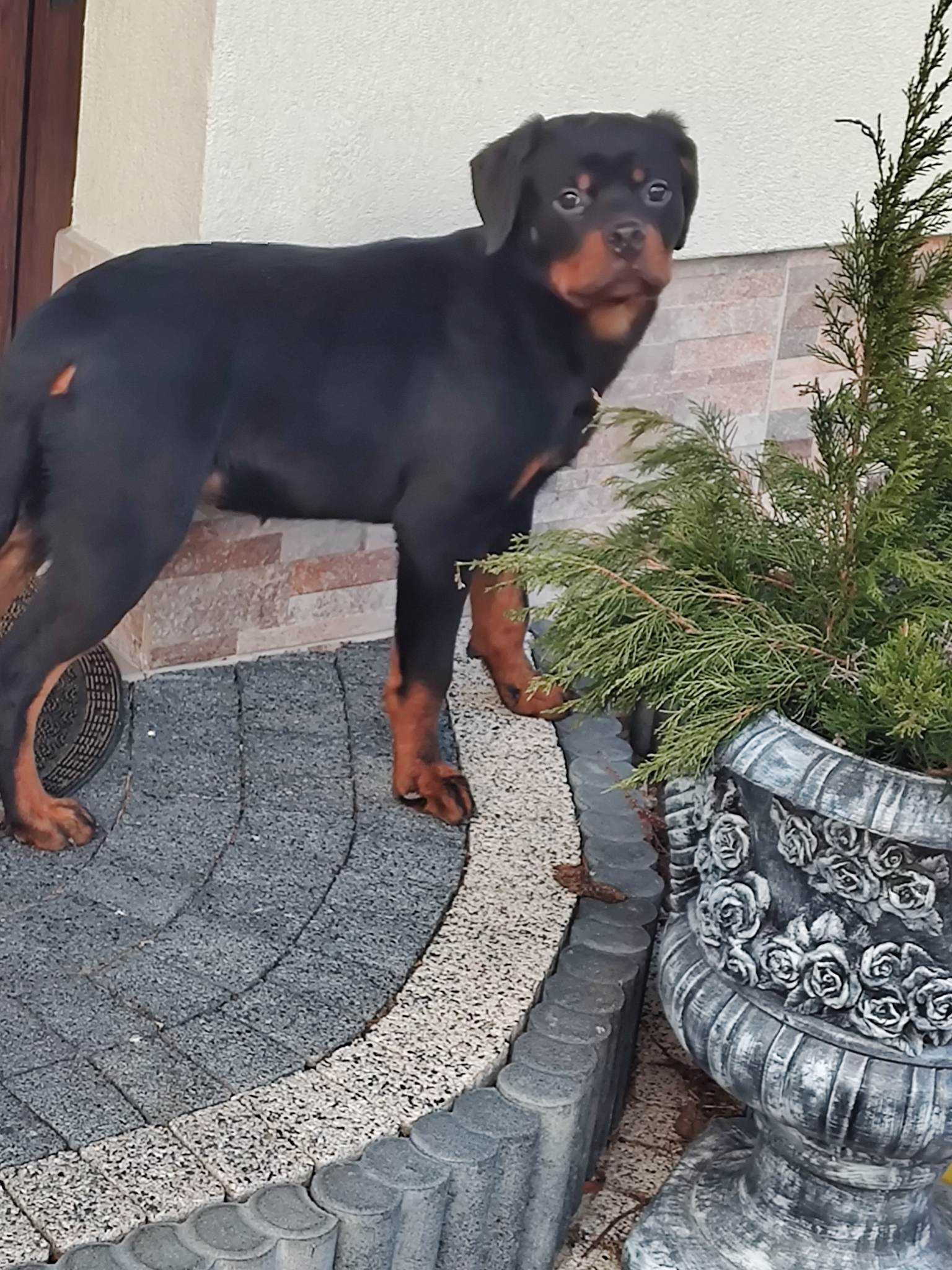Rottweiler pies 3 letni