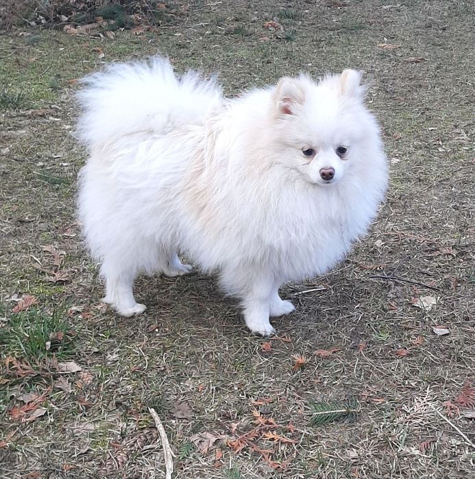 Szpic miniaturowy pomeranian sunia  6 letnia