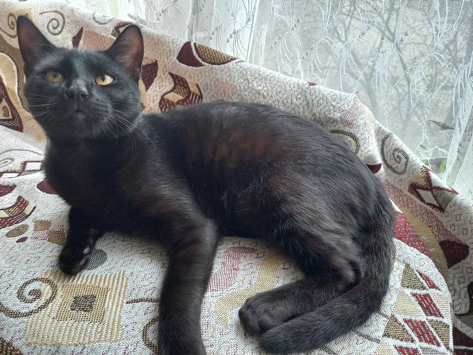 Віддається в добрі руки