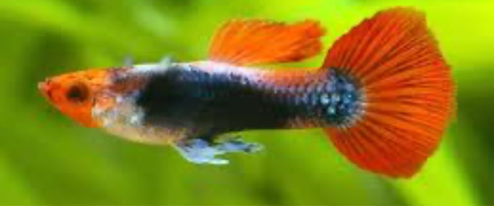 Guppies red nose koi tuxedo