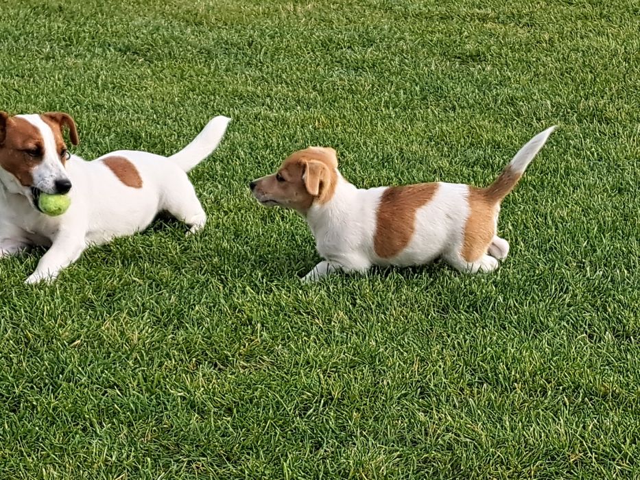 Jack russell terrier  piesek