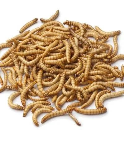 Larvas de Tenebrio