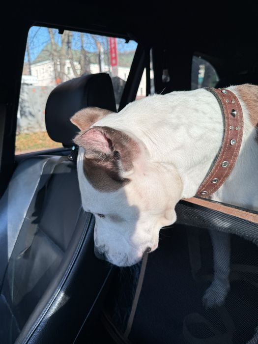 Амстафф Віва ! Прилаштовується ! Стерилізована !