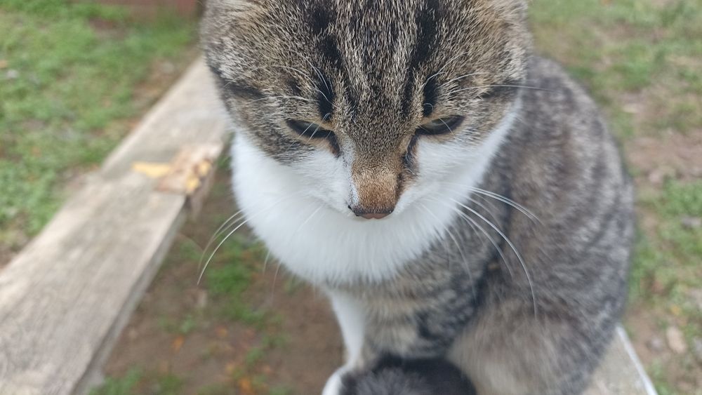 Ищу маму с папой)семью хороших добрых людей