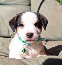 Parson Russell Terrier