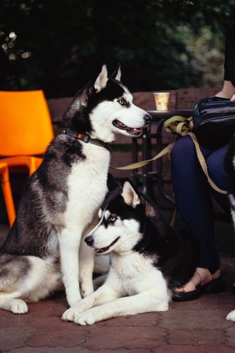 В'язка Сибірський хаскі (ціна договірна)