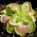Жирянка Pinguicula Weser