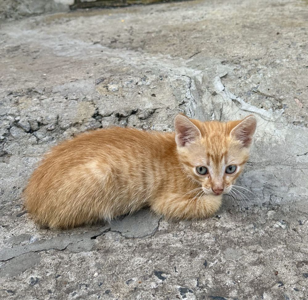 Віддам безкоштовно котиків