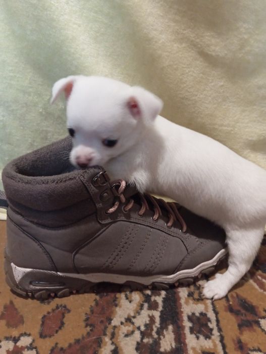 Щенки Чихуахуа - найкращий подарунок.