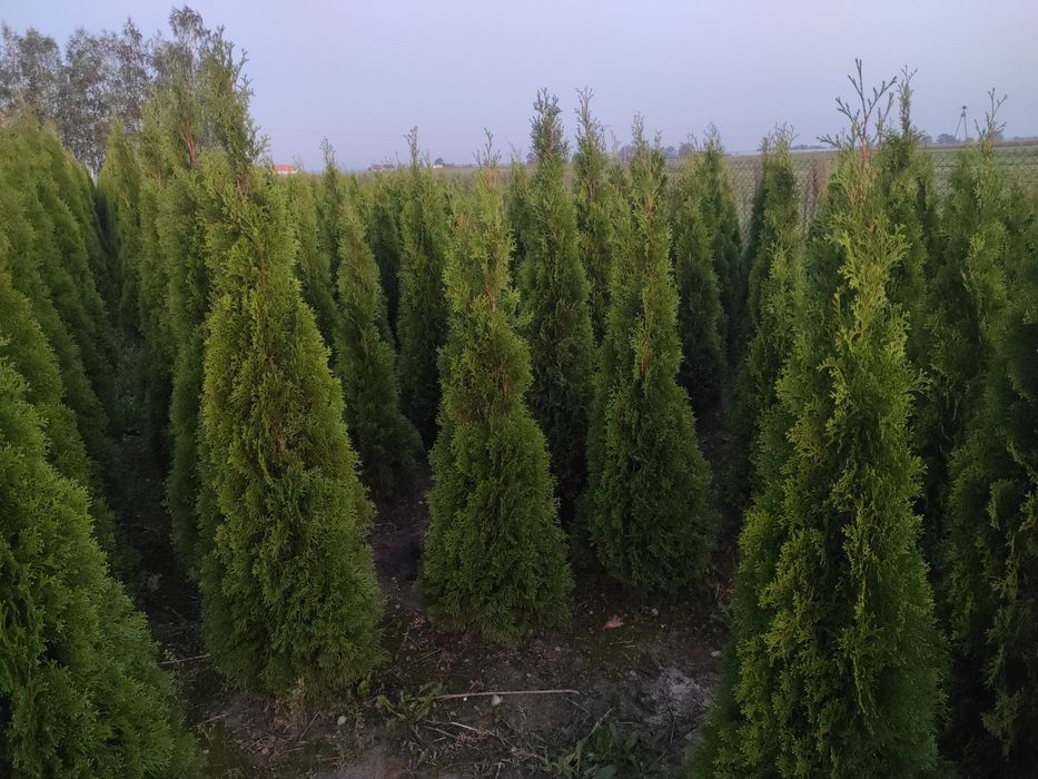 Tuje Szmaragd  140-160 cm LIKWIDACJA SZKÓŁKI