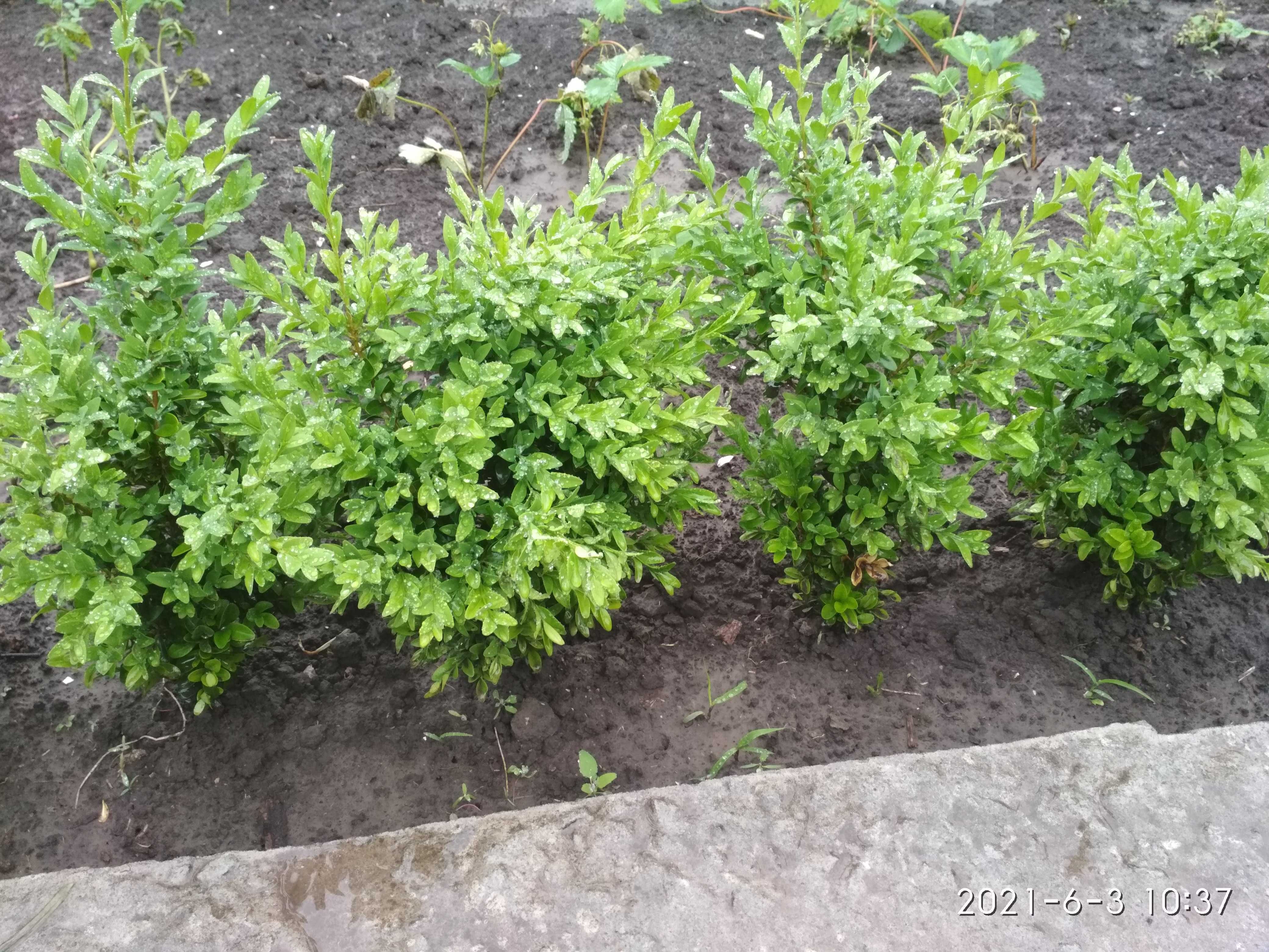 Продам Самшит вечно зеленый.