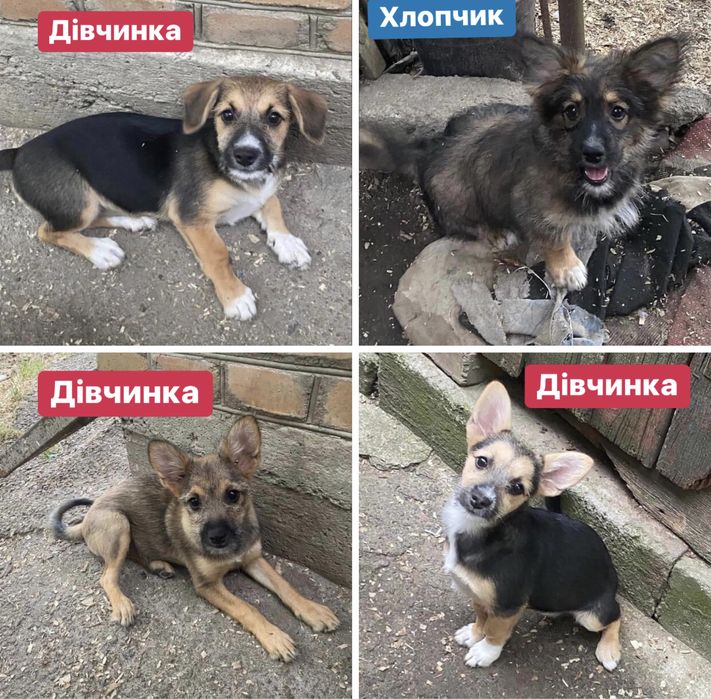 Хлопчик і три дівчинки шукають родини. Вік 3,5-4 місяці